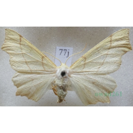 Ennomos erosaria (Denis & Schiffermüller, 1775) female Latalec gruszak Slovakia77j